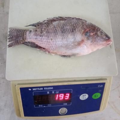 China Frozen Tilapia Fish 100-200gr Hot Sale to East Africa Chinese Factory for sale