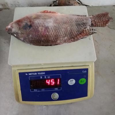 China African Food Frozen Tilapia Fish 300-500g Hot Sale to Africa for sale