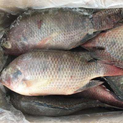 China Frozen Tilapia Factory, Tilapia Fish Price, Tilapia Bream 100-200g, 200-300g,300-500g,500-800g, 800g up for sale