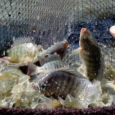 China Frozen Tilapia Fish Export to Africa Tilapia Bream 100-200g, 200-300g,300-500g,500-800g, 800g up for sale