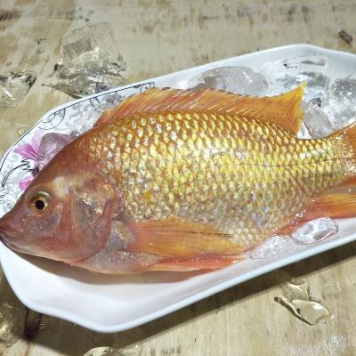 China Red tilapia bream Frozen Fish Tilapia Oreochromis Niloticus Eastline for sale