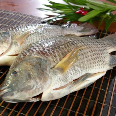 China Tilapia Gutted Frozen Fish Tilapia Scaled for Mexico Oreochromis Niloticus for sale