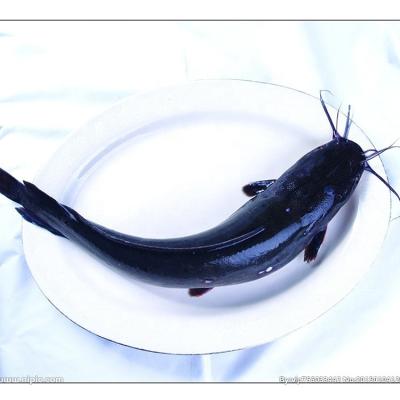 China Fresh Frozen Fish Catfish Whole Round Large Yellow Croaker 100% Fresh for sale