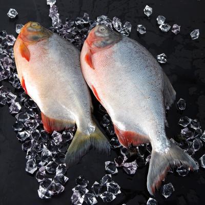 China Red Pomfret Sea Pomfret Fish Whole Round Seafood to Africa frozen for sale