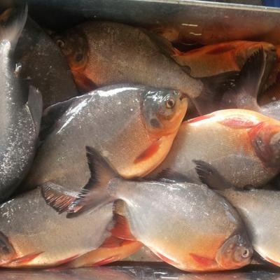 China Best Red Pomfret / Pacu Fish Whole Round Seafood to Africa for sale