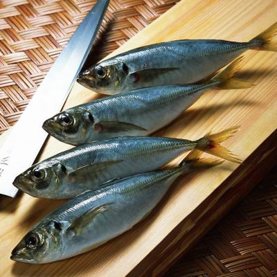 China Frozen Fish Frozen Horse Mackerel trachurus Guangdong, China en venta