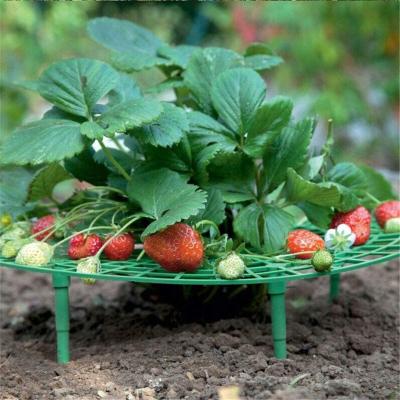 China Plastic Growing Fruit Support Strawberry Plant Supports , Fruit Support Pallet for sale