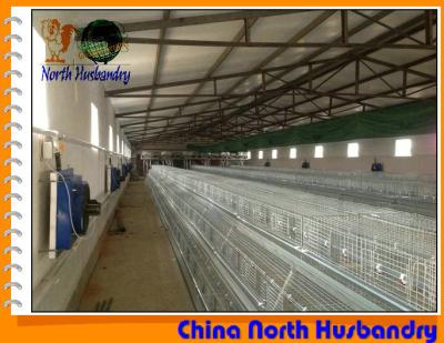 China Poultry production | Poultry cages for layer management | Big for sale