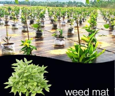 China 1-6 Metere width black  color garden weed fabric supplier with best price by sincere factory for sale