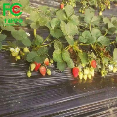 China Agriculture Mulch Black Plastic Film Agricultural White Plastic Mulch Film With Holes for sale