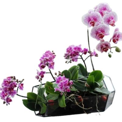 China CLASSIC Mini Greenhouse Glass Vase Flower Mini Air Greenhouse Clear Geometric Glass Plants for sale