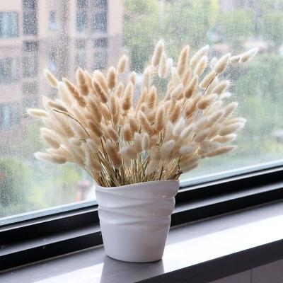 China Instagram's Most Popular Dry Flower Dried Bunny's Tail Grass Lagurus Ovatus To Wedding Decor for sale