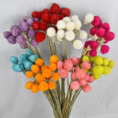 China Wholesale dry flower straw flower gomphrena globosa dry flower for wedding decoration for sale