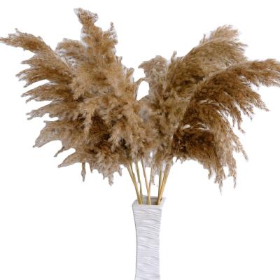 China Popular natural flower natural dry wild pampas grass real pampas grass for wedding home and office decoration for sale