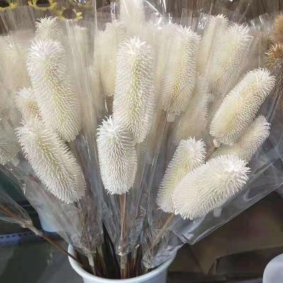 China Very popular decorative flowers dried dipsacus sativus dried dipsacus sativus for wedding home office decoration for sale