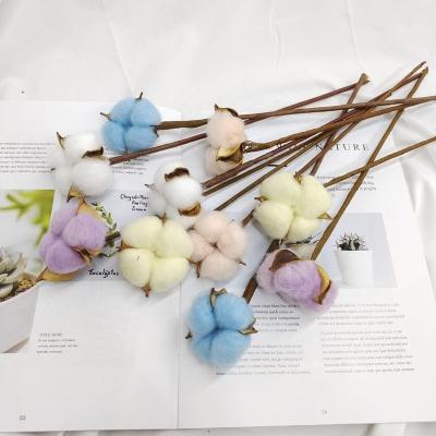 China High Quality Natural Dried Cotton Flower Single Head Colorful Dry Flower For Wedding Home Decoration for sale