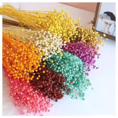 China Natural flower acacia dry jequirity peserved Insta-bestselling bean for wedding home decoration for sale