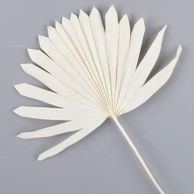 China Popular Palm Leaves Spear Sun Palmette Small Dried Mini Palm Leaves For Wedding Home Party Decoration for sale