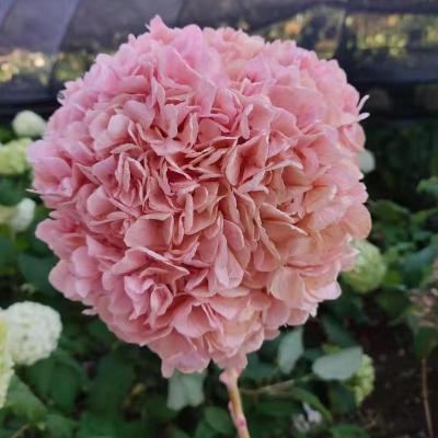 China Wedding flower arrangements factory direct sale preserved large flower leaf hydrangea flowers for wedding home decoration for sale