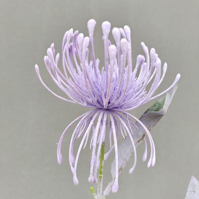 China Plastic Artificial Lycoris Radiata Flower For Home Garden Wedding Decoration for sale