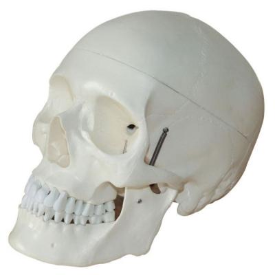 China White PVC Life Size Anatomy Skull 3D Model for sale