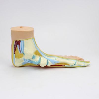 China PVC Human Foot Arch Anatomy 3D Anatomical Model Model for sale