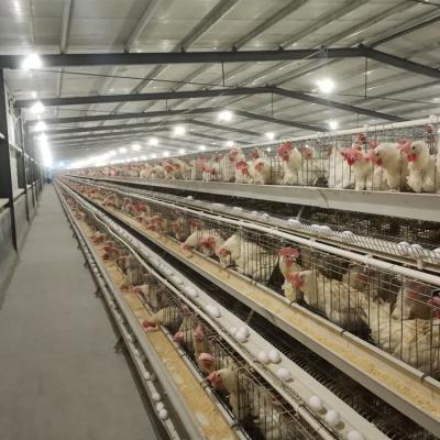 China Durable Fully Automatic Feeding And Drinking Egg Chicken System A Type Cage for sale