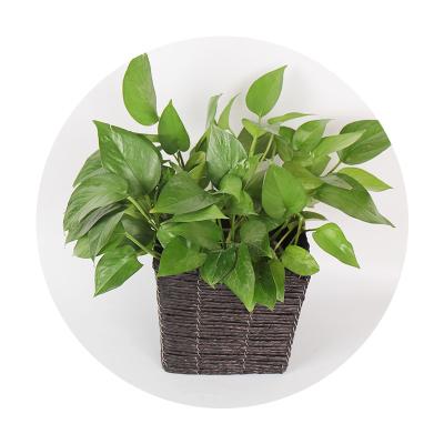 China Europe Style Folding Natural Metal Frame Plant Pot for sale