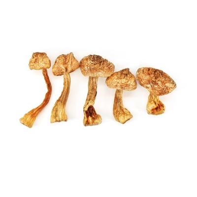 China Raw natural high quality agaricus blazei for sale