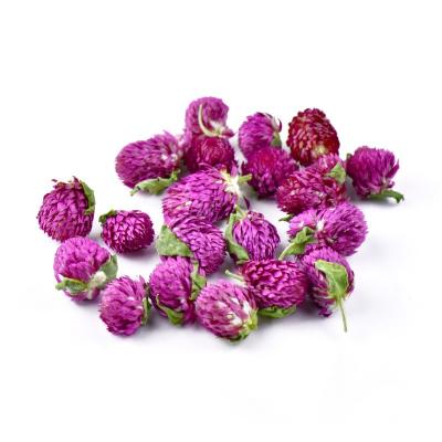 China Raw Natural High Quality Gomphrena for sale