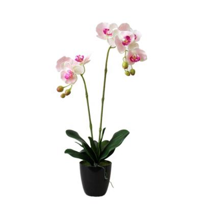 China 2 Real Touch Latex Butterfly Orchid Flower Branches Lifelike Artificial Orchid Plants for sale