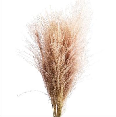 China Wedding Decoration QLSH-W110 New Arrival Instagram Style 2020 Natural Flowers Dried Pampas Grass For Wedding Decor for sale