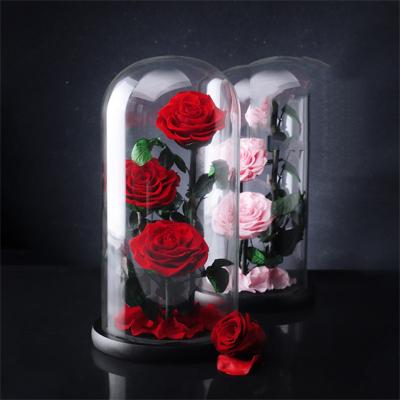 China Real Rose Everlasting Preserved Roses Beast Preserved Romantic 3 Flower Eternal Rose In Glass Wholesale for sale