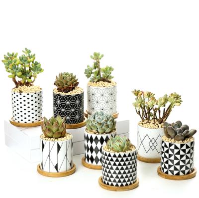 China Modern Cactus Succulent Planters Ceramic Pots With Saucer Garden Pots Wooden Planters Outdoor for sale