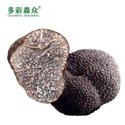 China Song Lu Health Food Grade FROZEN Mushroom Black Truffles Wholesale Wild Black Truffle Frozen Truffle in Yunnan, China for sale