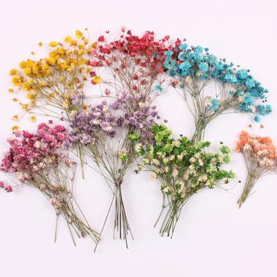 China 3D 12Pcs/Bag Vacuum Gypsophila Preserved Dry Flowers By Babysbreath Wholesale For Nail Art Phone Case DIY Craft for sale