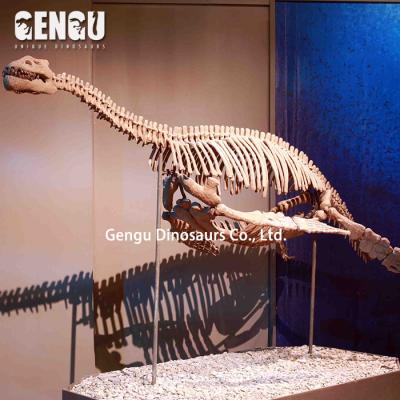 China Dinosaur Exhibition Customize Fossil Fish Replicas For Sale Prehistoric Dinosaur Skeleton for sale