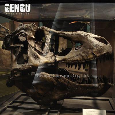 China Dinosaur Exhibit Decoration Dinosaur Head Dinosaur Skull Fossil Reproductions for sale