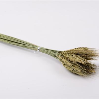 China Environmental protection simulation plant bouquet green popular hot selling photography props golden barley ears dried flowers for sale