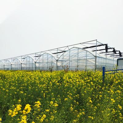 China Stable Structure Easily Assembled Greenhouse Automated Full Lights Traditional Multi-span Greenhouse for sale