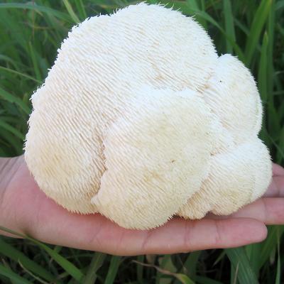 China Dry rare edible lion's mane mushroom and dry hericium hericium, sold at a low price and high quality edible mushroom for sale