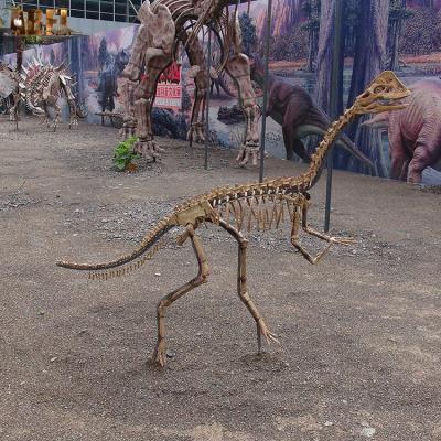 China Theme park handmade model decoration small dinosaur skeleton for display for sale