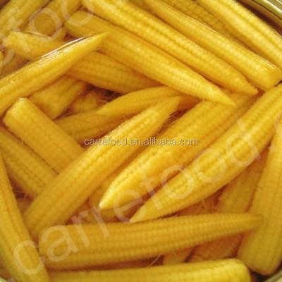 China Canned canned baby corn/canned cut baby corn/canned fresh baby corn in brine for sale