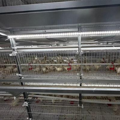 China Farms Best Price Automatic Chicken Farm Layer Poultry Equipment For Sale for sale