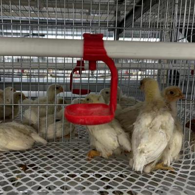 China Farms Hot Selling And Popular Layer Eggs Chicken Cage Multifunctional Chicken Cage Bundled Chicken Case for sale