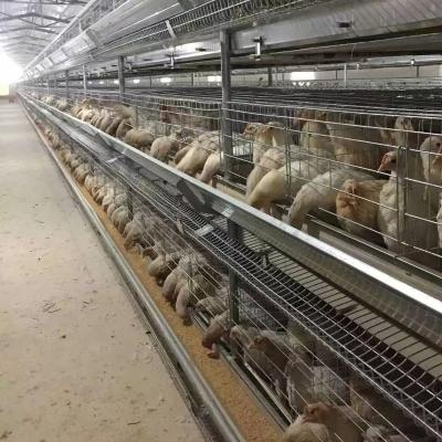 China Farms Chicken Layer Cages Automatic Feeding Equipment Philippines for sale