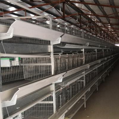 China Automatic Baby Chicken H Type Farms Poultry Farm Equipment Pullet Cage For Sale for sale