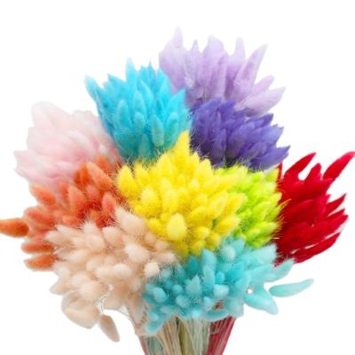 China Wholesale Colorful Lagurus Dry Flower Artificial Lovely Rabbit Tails Grass Wedding Decoration Dried Flowers For Bouquet for sale