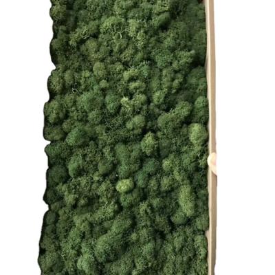 China Beautiful Colorful Lichen DIY Materials Indoor Natural Green Decorative Moss Wall Preserved Mos for sale