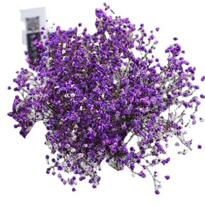 China Beautiful nsa colorful most popular high quality preserved flower babysbreath for wedding and home decoration for sale